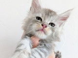 À réserver, 5 chatons Maine Coon LOOF, de juin 2023