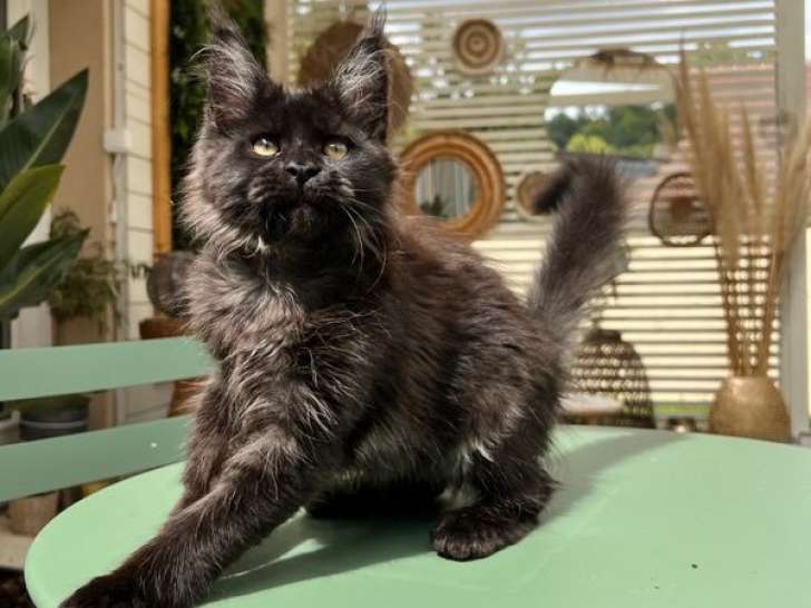 À vendre, 1 chaton femelle Maine Coon LOOF, d'avril 2023
