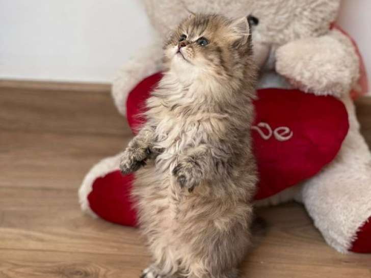 À vendre, 1 chaton British Longhair LOOF, né en mars 2023
