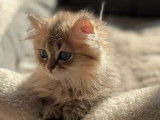 À vendre, 1 chaton British Longhair LOOF, né en mars 2023