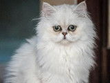 À vendre, 1 chaton British Longhair LOOF, né en mars 2023
