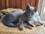 Vente d&rsquo;un chaton Chartreux m&acirc;le bleu (LOOF)