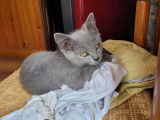 Vente d&rsquo;un chaton Chartreux m&acirc;le bleu (LOOF)