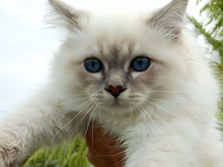 À vendre : chat Sacré de Birmanie bleu tabby blanc âgé de 3 ans (LOOF)