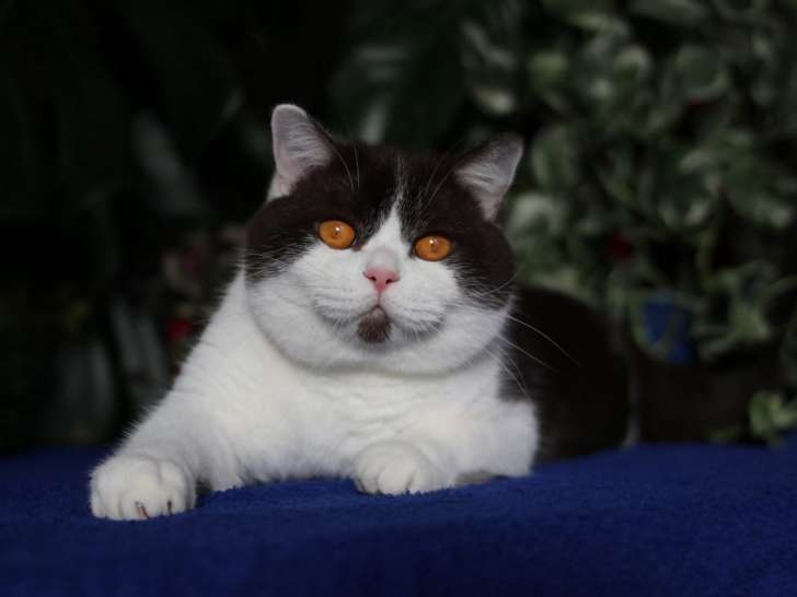 Très beau British Shorthair à vendre
