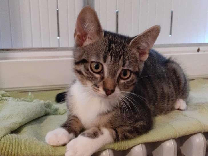 Chaton mâle à adopter