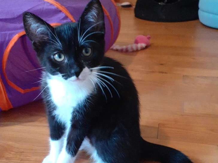 Chaton à donner