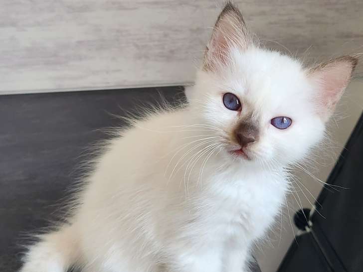 Chatons Sacrés de Birmanie LOOF à vendre