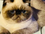 Chatons de race Exotic Shorthair à vendre (4 mâles)