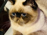 Chatons de race Exotic Shorthair à vendre (4 mâles)