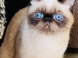 Chatons de race Exotic Shorthair à vendre (4 mâles)
