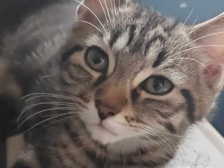 Chaton à céder