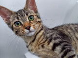 Chaton femelle à donner