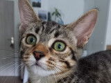 Chaton femelle à donner