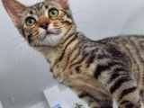 Chaton femelle à donner