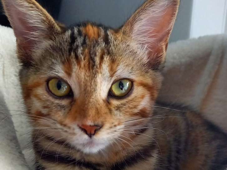 Chaton femelle à adopter