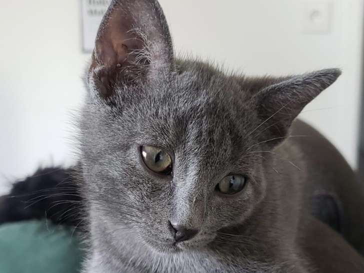 Chaton mâle à adopter