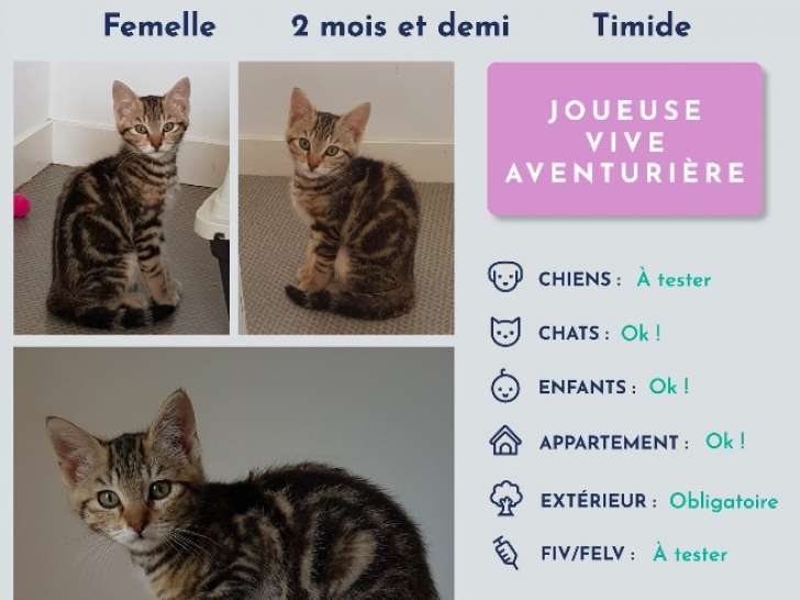 Chatonne à adopter