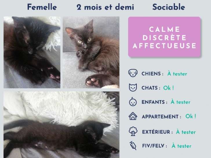 Chatonne disponible à l'adoption