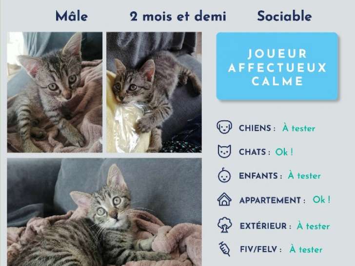 Chaton à adopter