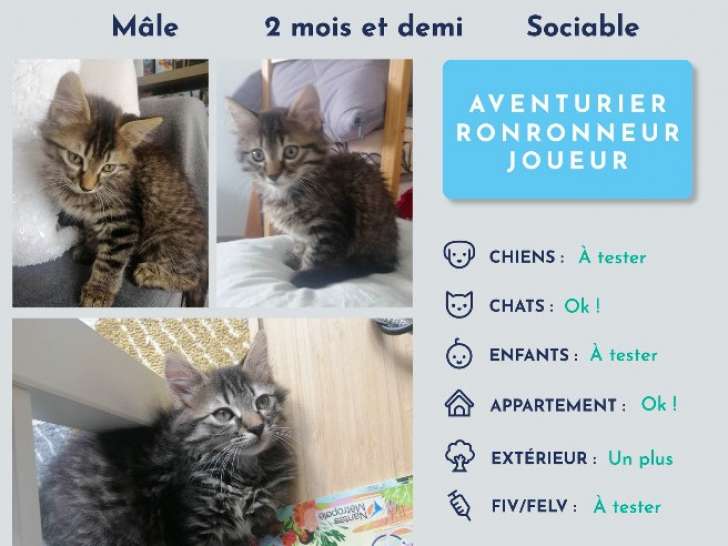 Chaton à céder