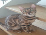 Chaton Bengal femelle à vendre