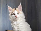 Chatons Maine Coons LOOF à vendre