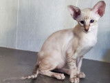 Un chaton Siamois LOOF à vendre