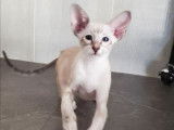 Un chaton Siamois LOOF à vendre