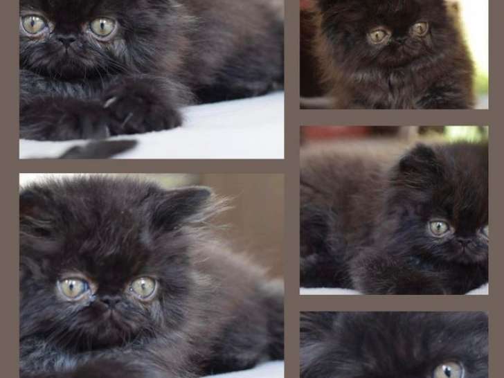 Trois chatons Persans LOOF, de mai 2023, à vendre
