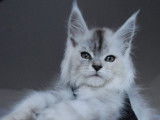 Un chat Maine Coon LOOF disponible pour saillie