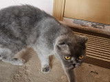 Chat gris à adopter