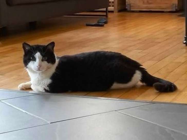 Chat disponible à l'adoption