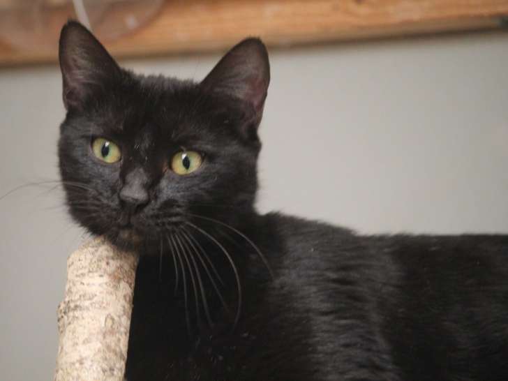 Chatte noire à céder