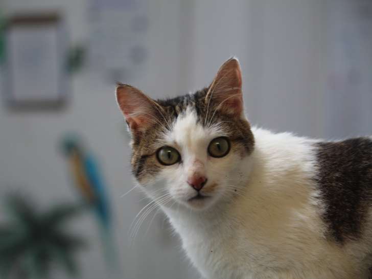 Chatte à céder