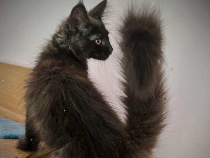 Magnifique chaton Maine Coon à réserver