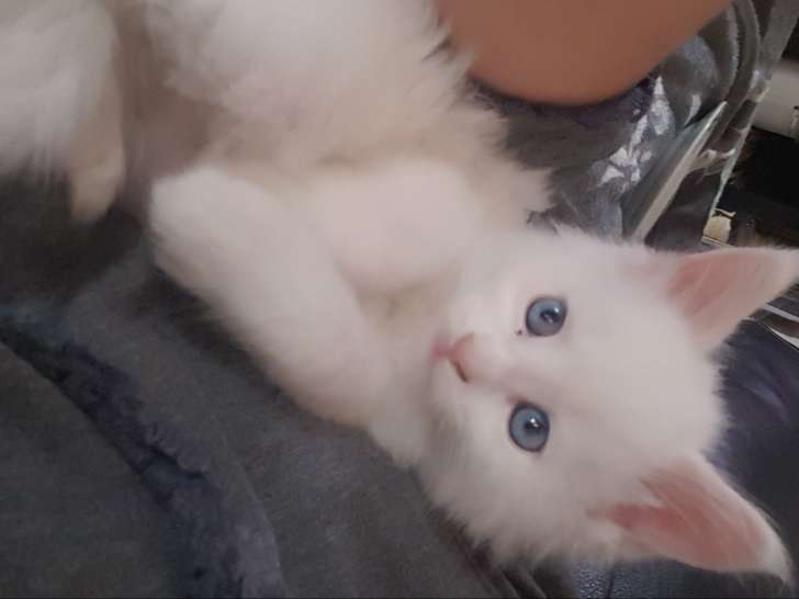 Chatons Maine Coon blancs aux yeux bleus LOOF