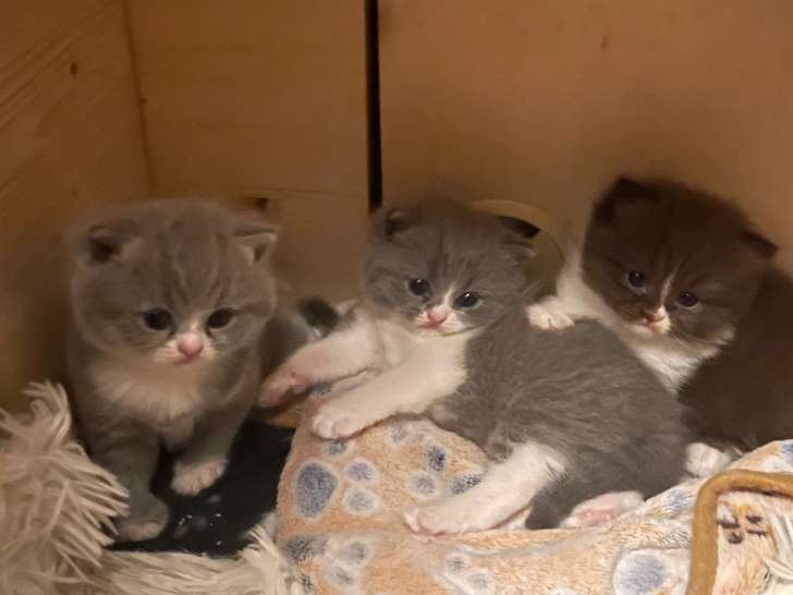 Chatons Scottish Straight LOOF à vendre