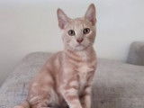 Boo, chaton à adopter