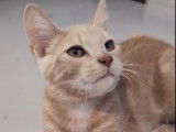 Boo, chaton à adopter