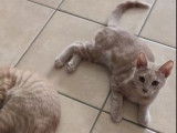 Boo, chaton à adopter