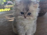 Chaton British Longhair &agrave; vendre