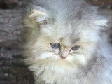 Chaton British Longhair &agrave; vendre