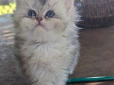 Chaton British Longhair &agrave; vendre