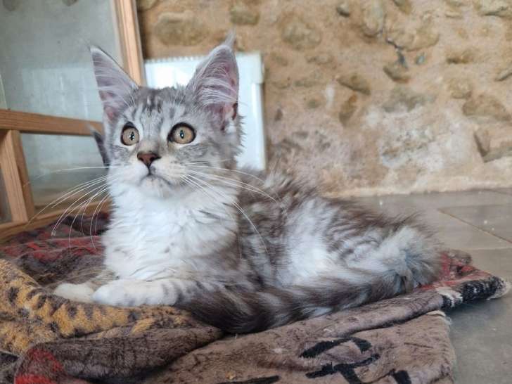 5 chatons Maine Coons LOOF, à vendre