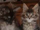 À réserver, 4 chatons Maine Coons LOOF