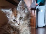 À réserver, 4 chatons Maine Coons LOOF