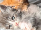 6 chatons Maine Coons LOOF, &agrave; r&eacute;server