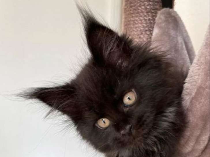 Un chaton mâle Maine Coon au pelage noir LOOF à vendre
