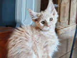 &Agrave; vendre 3 chatons Maine Coons (LOOF)
